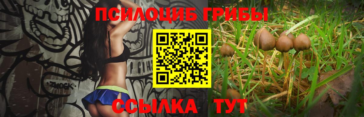 Галлюциногенные грибы Psilocybe Бутурлиновка
